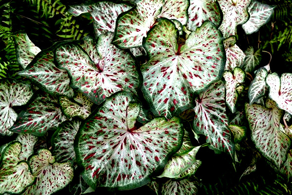 GINGERLAND CALADIUM 4 BULBS direct from Florida Plantation