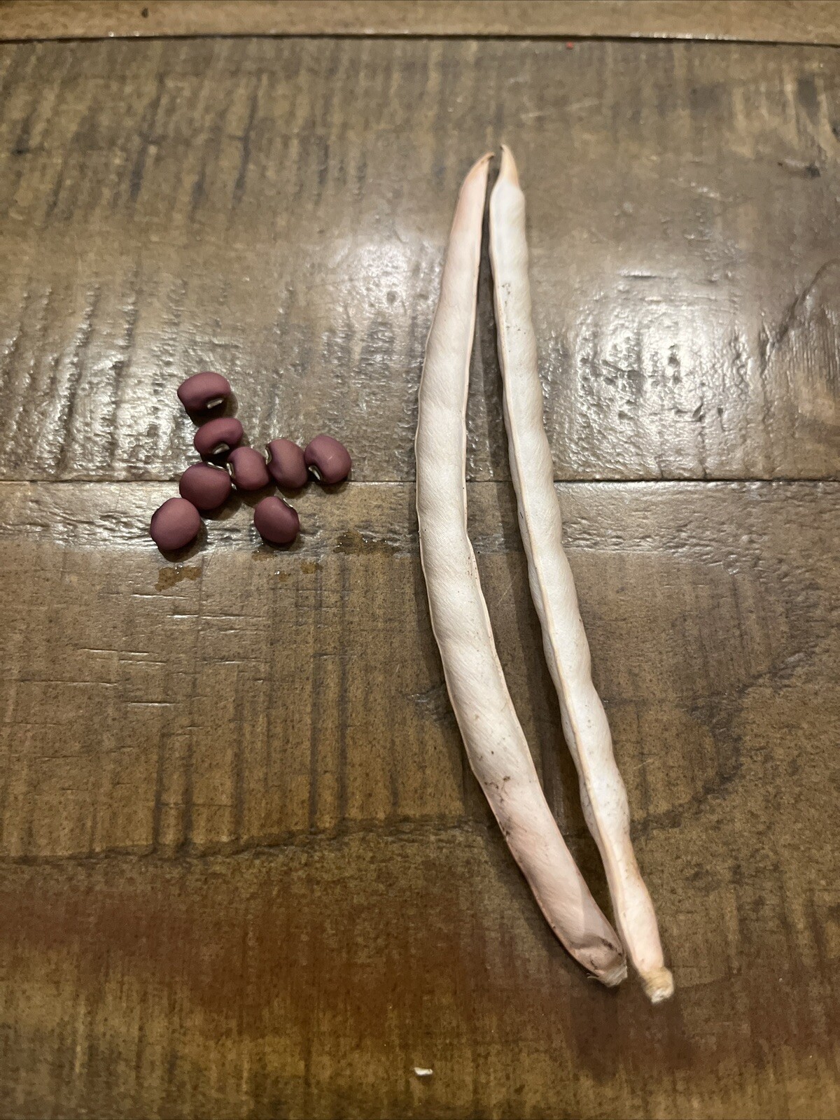 Kentucky Wonder POLE Green Bean Seeds, NON-GMO, FREE SHIPPING