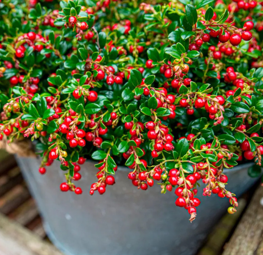 Lingonberry ‘Red Candy’ – Compact Edible Ground Cover – Fruiting Shrub