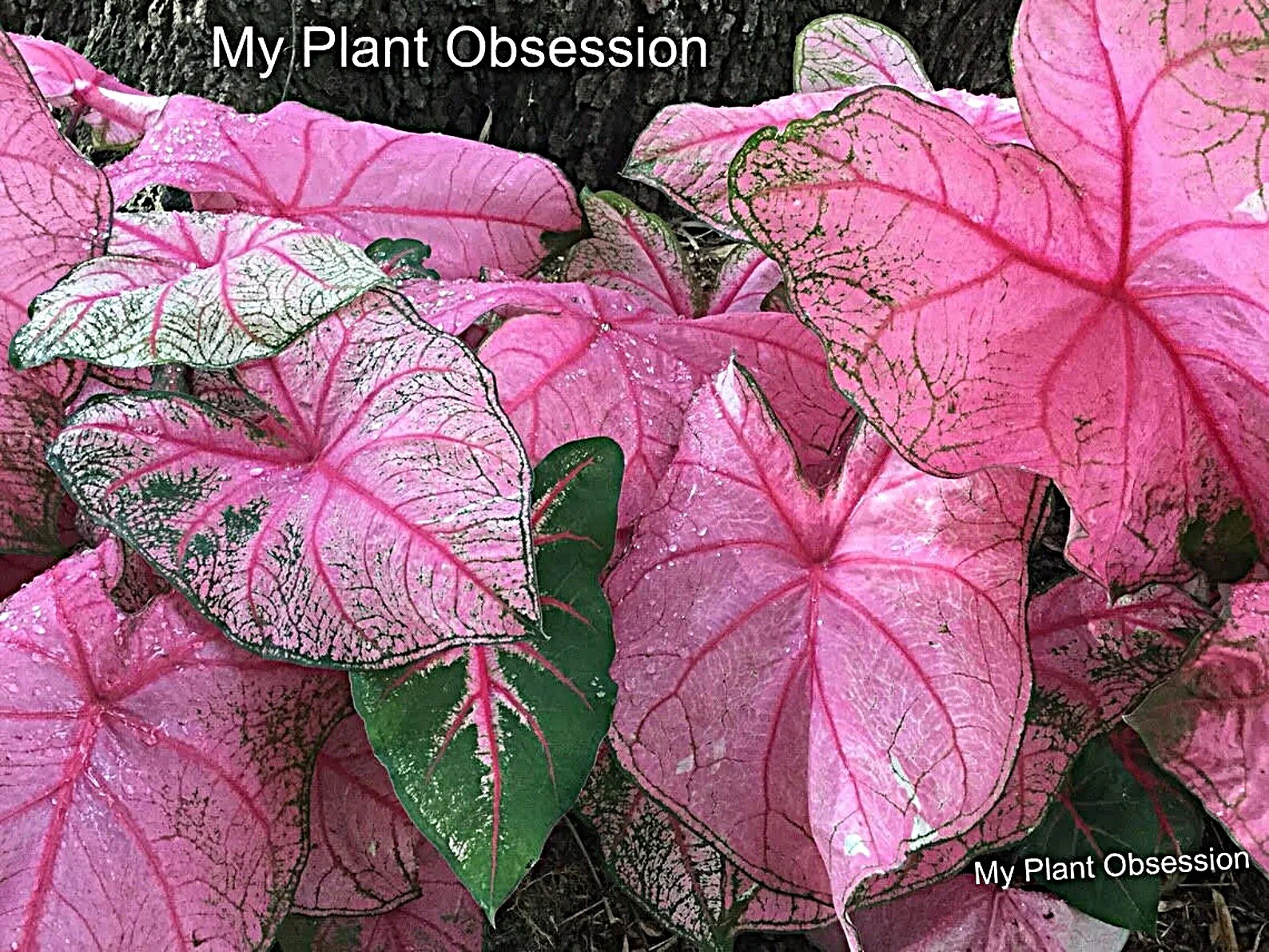 Caladium ‘Fannie Munson’ Size #2(2 bulbs) (You get 2 bulbs)