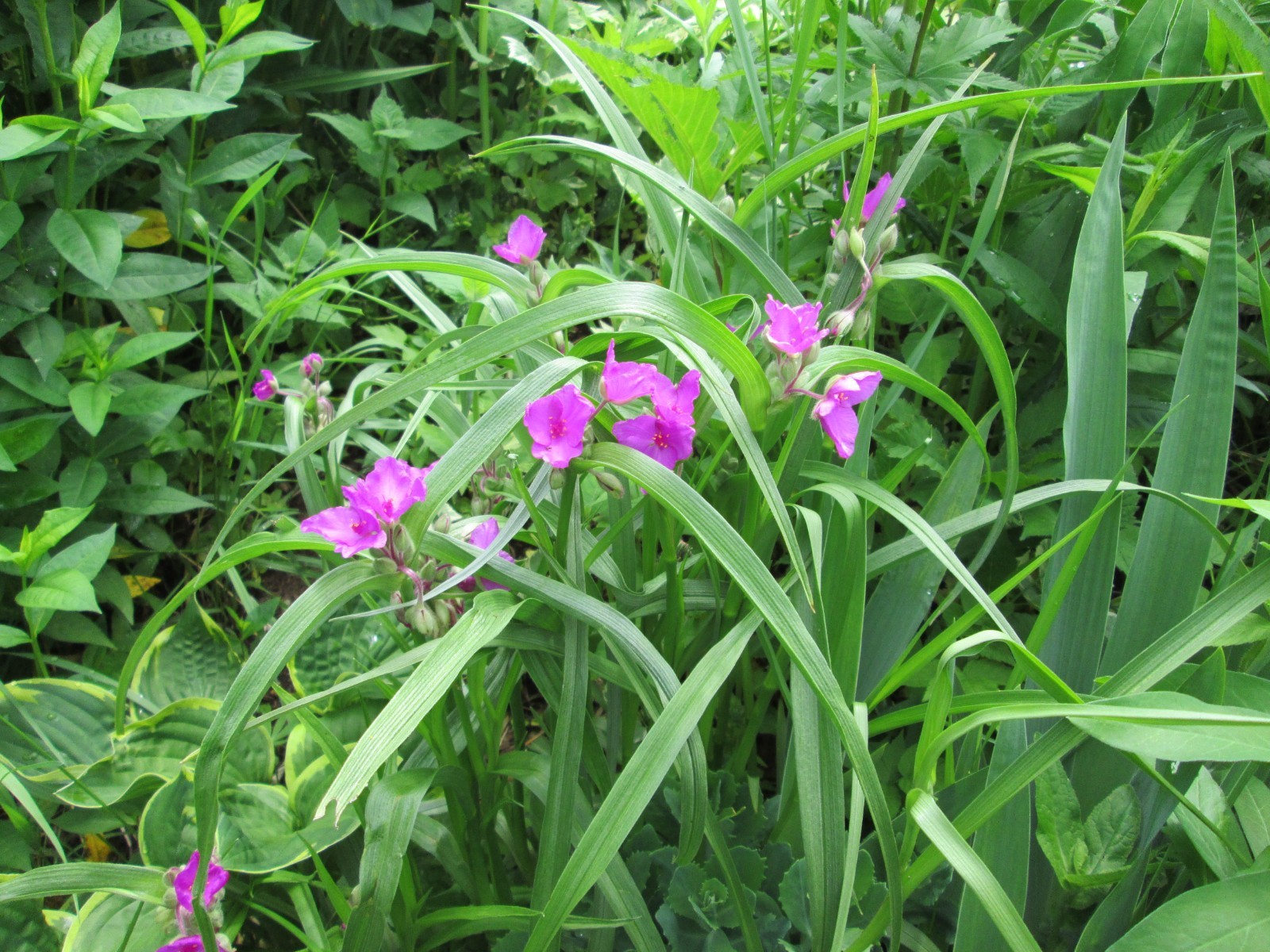 5 Magenta Spiderwort Hardy Perennial Flowers Plants Tradescantia