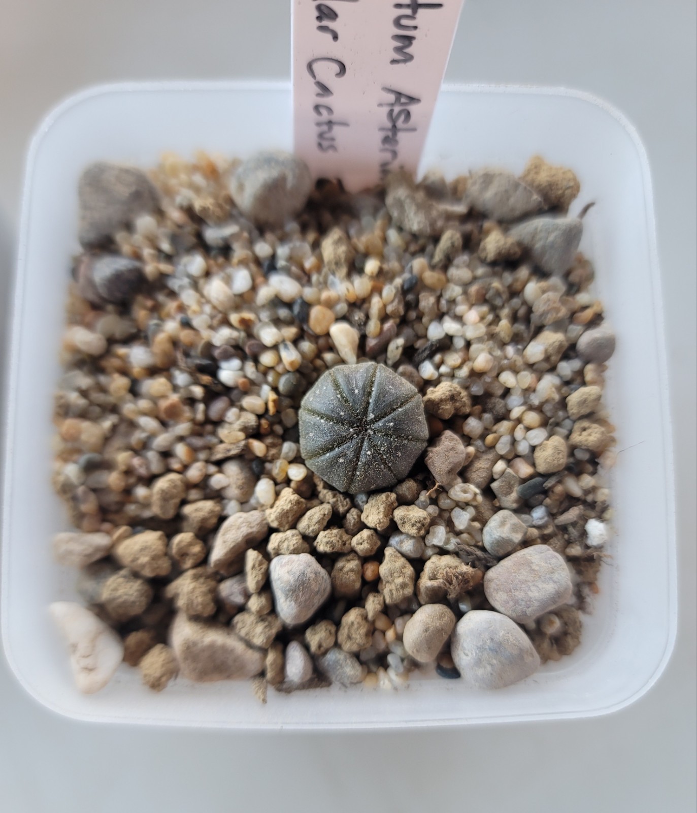 Live Rooted Astrophytum Asterias “Sand Dollar” Cactus In 3″ Pot