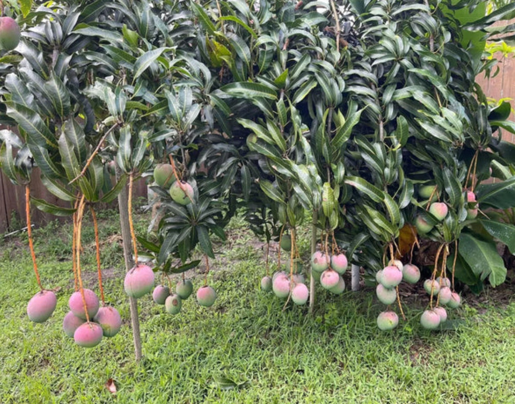 Live Grafted Haden Mango Tree – 3 Gal Pot – Tropical Fruit Tree – No Ship to CA