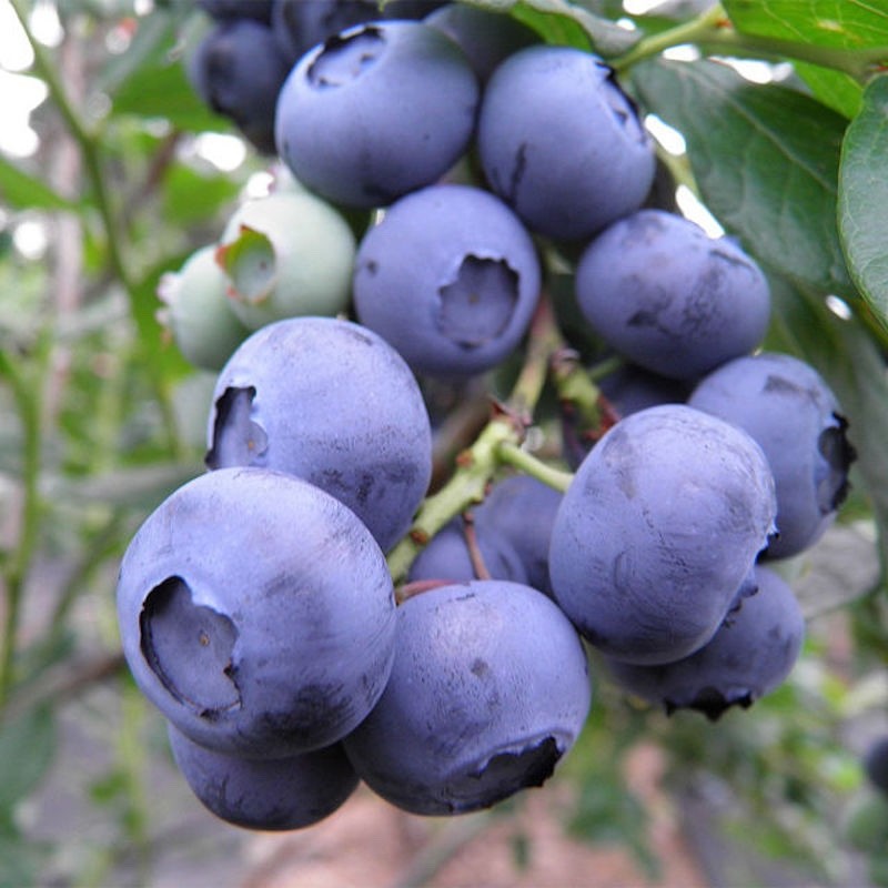 10 Snowchaser Blueberry Plant – Vaccinium corymbosum- Starter Plug