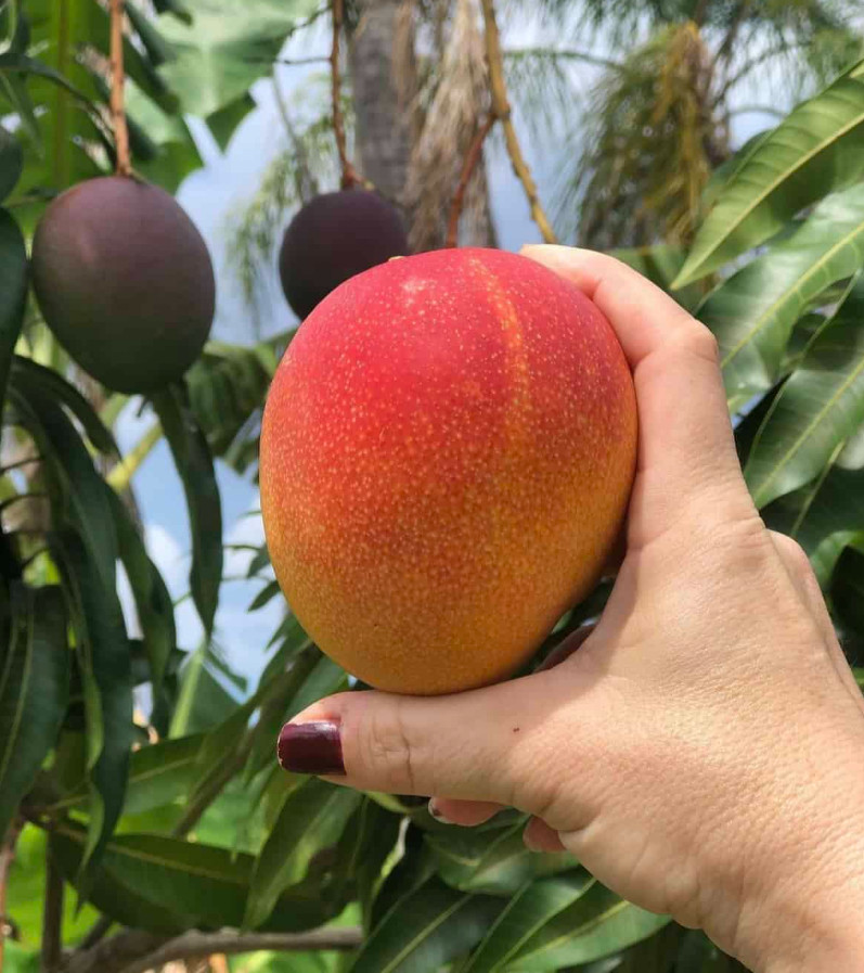 Live Grafted Haden Mango Tree – 3 Gal Pot – Tropical Fruit Tree – No Ship to CA