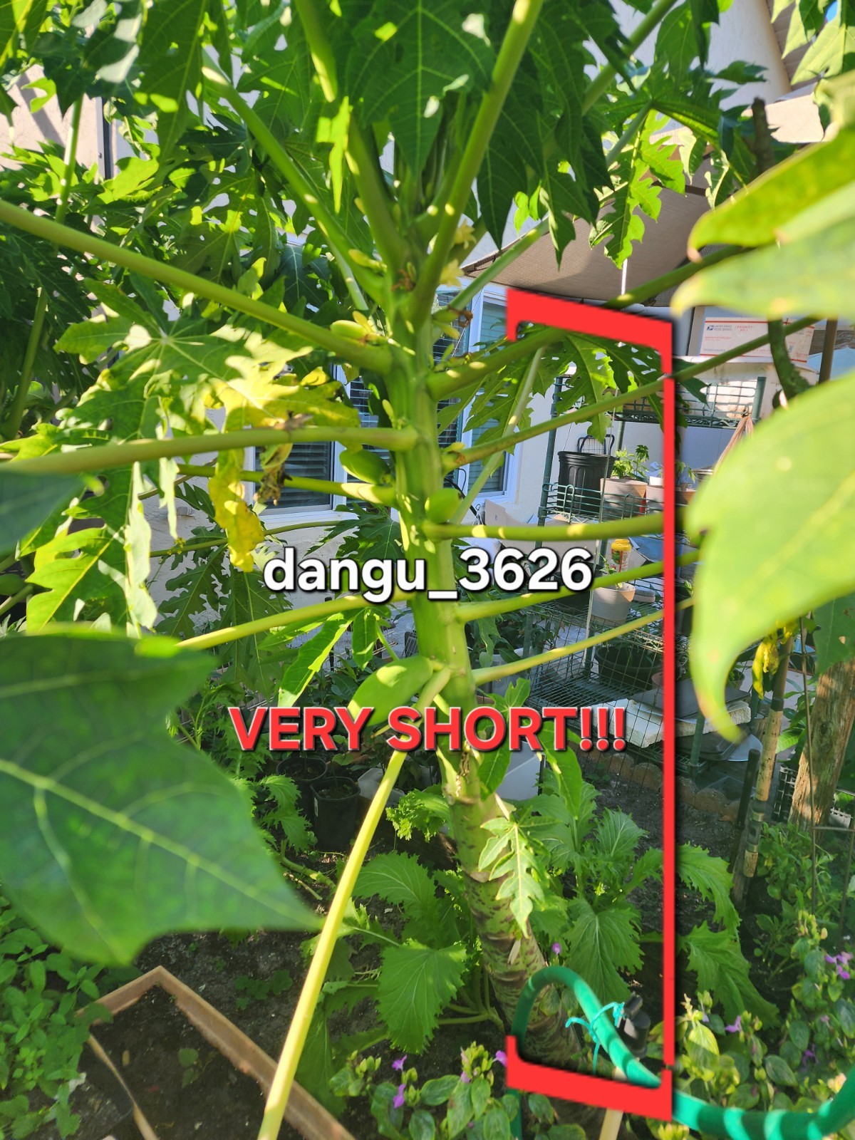 Hawaiian Dwarf Papaya Tree 5”-10” Live Tropical Fruit Plant | Ultra Rare Organic