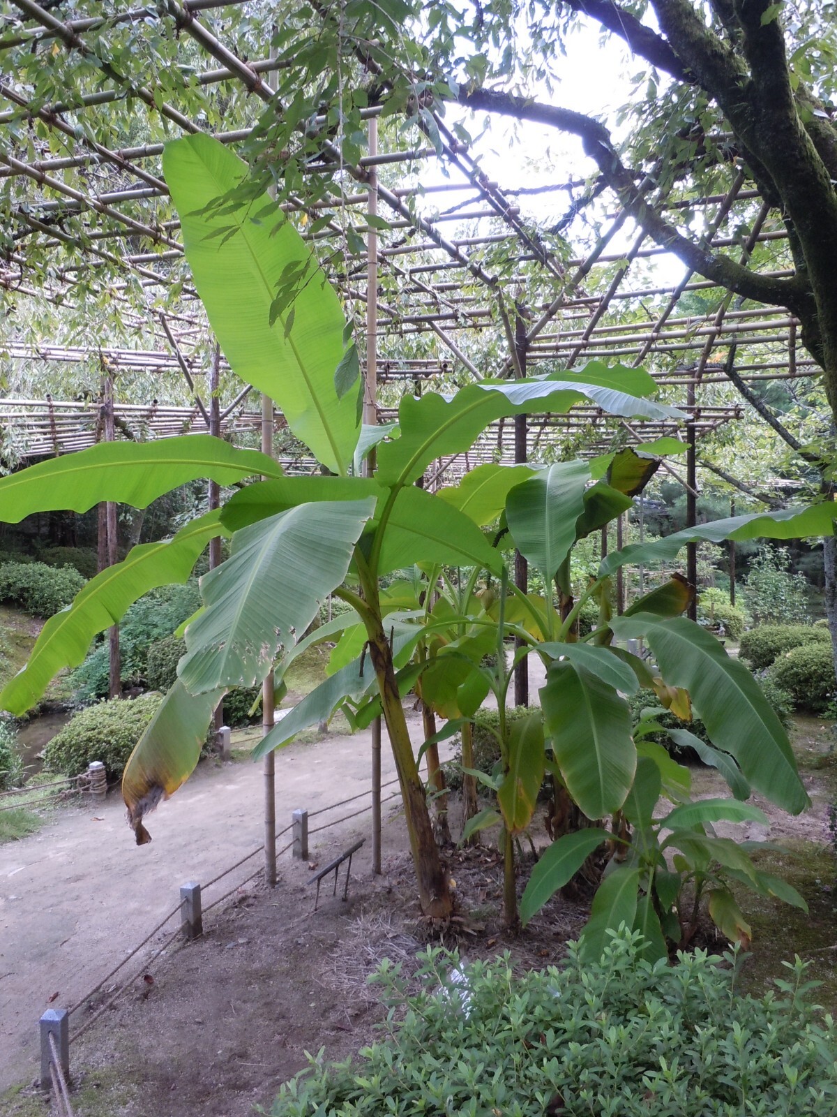 Musa – Basjoo Banana – Banana Tree – Cold Hardy Variety to 10 °F