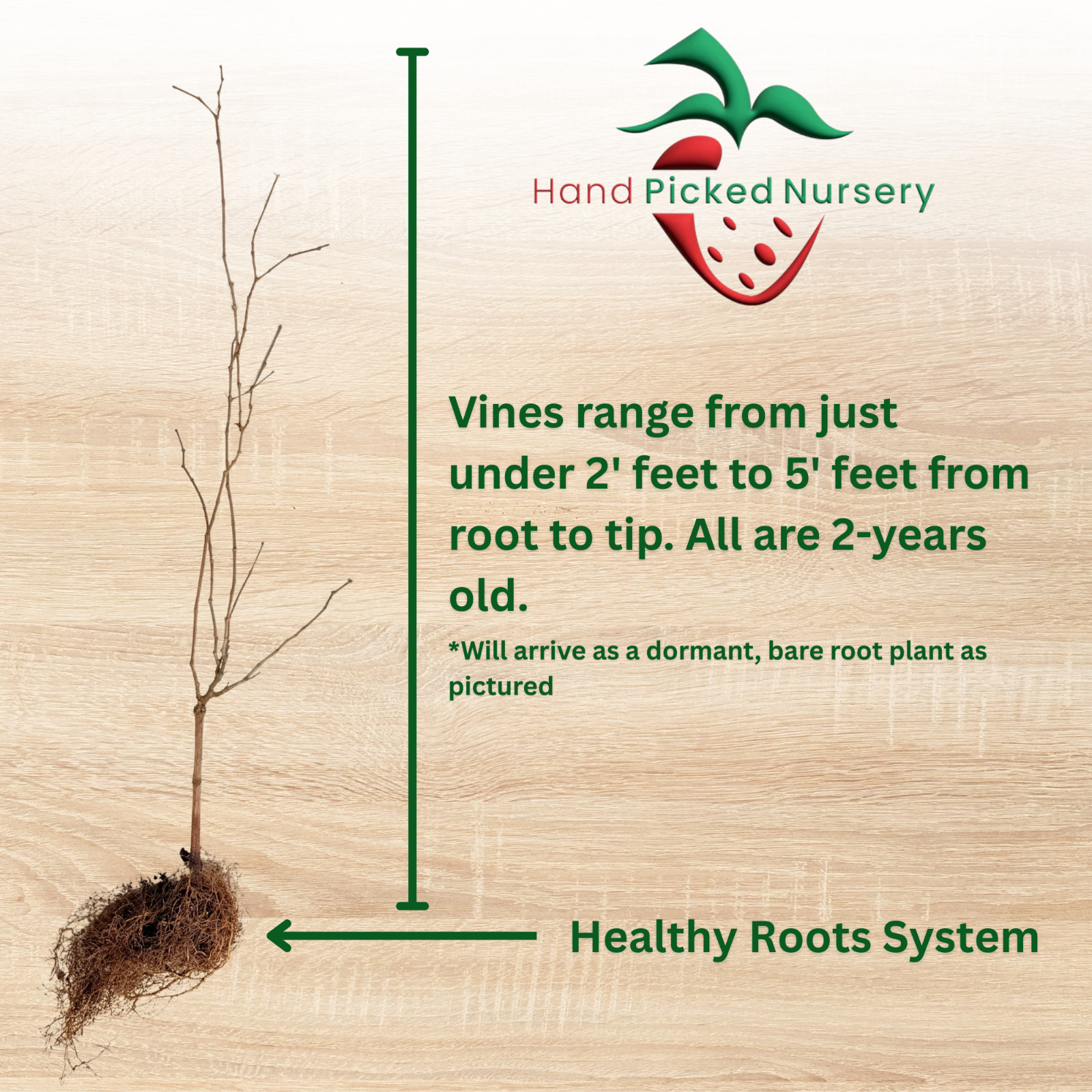 Dixie Red Muscadine Grape Vine – Bare Root, Female Variety – Hand Picked Nursery