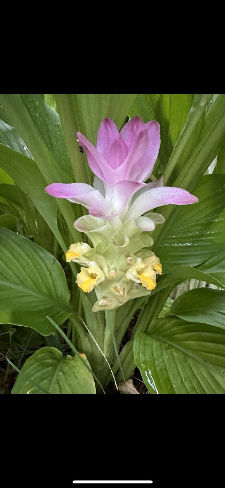 Ginger Curcuma Petiolata Hidden Pink Flowering Two Rhizomes
