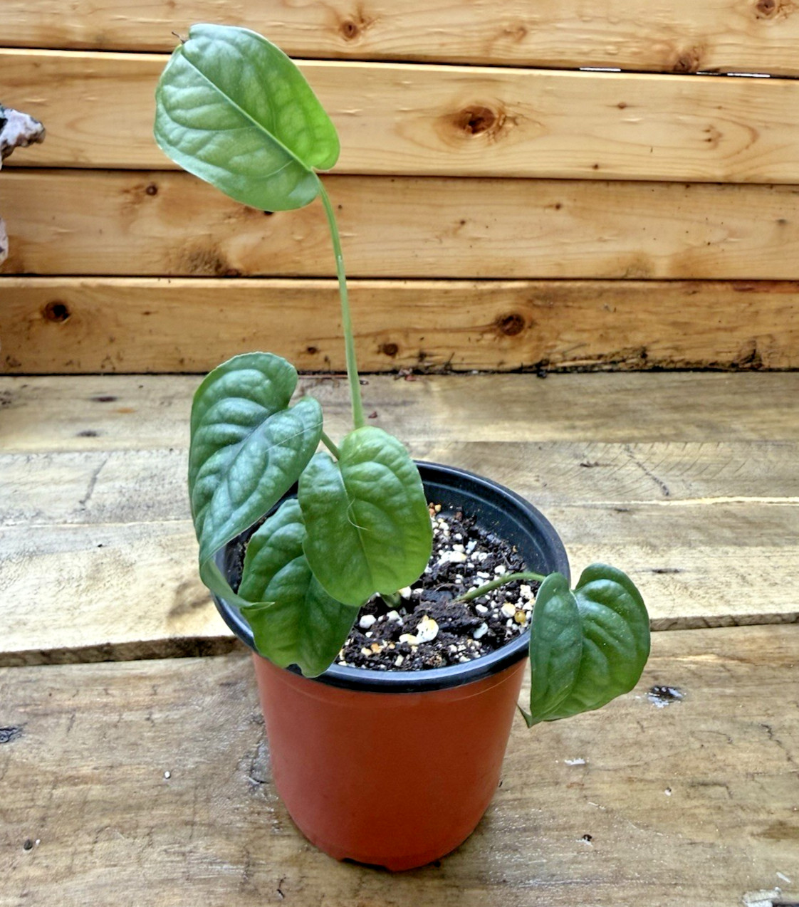 Monstera Siltepecana Houseplant – Rooted in soil in 4 inch Pot