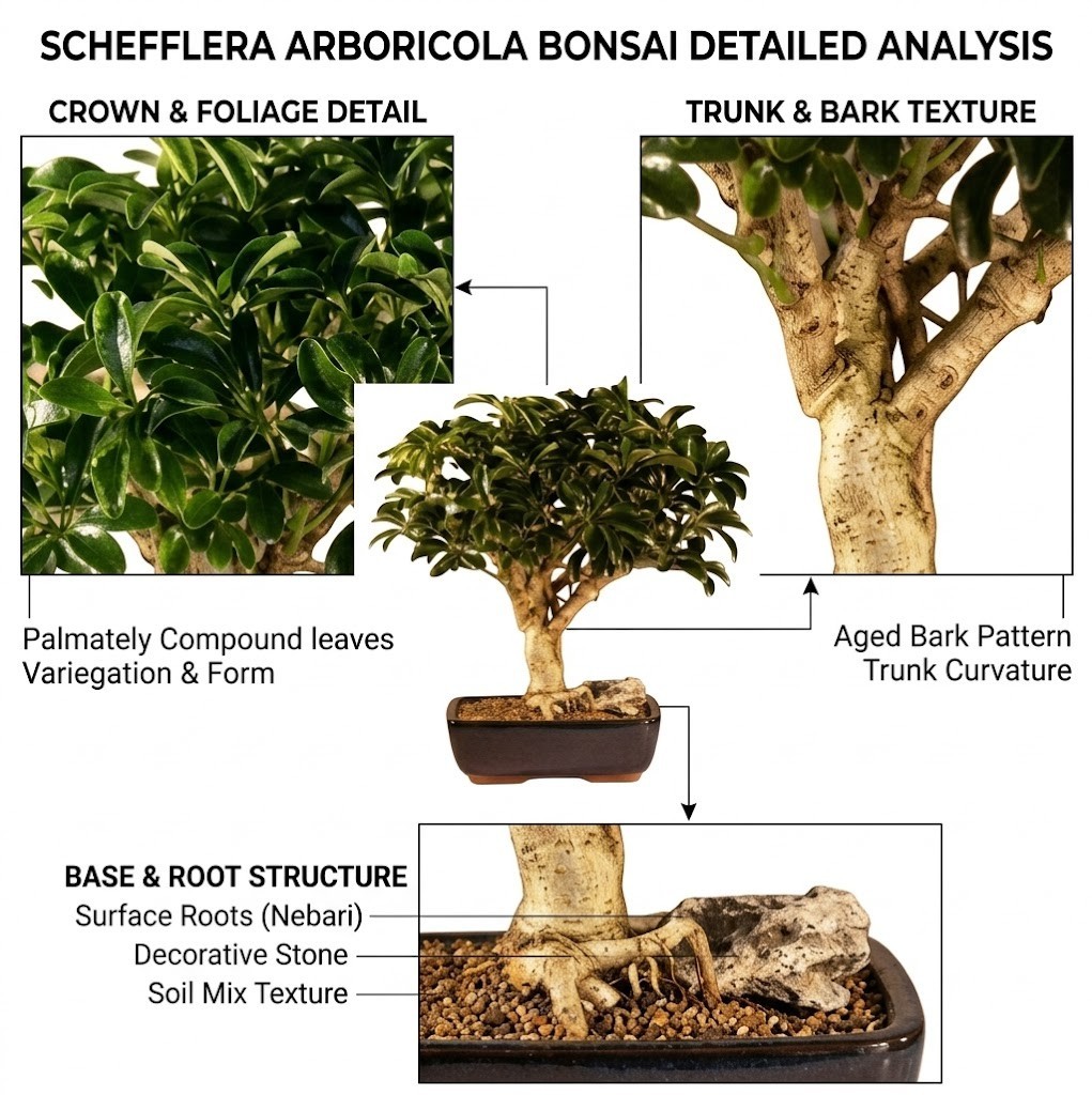 Live 15 Yr Old Hawaiian Umbrella Bonsai Tree Schefflera Luseanne Large 16″H