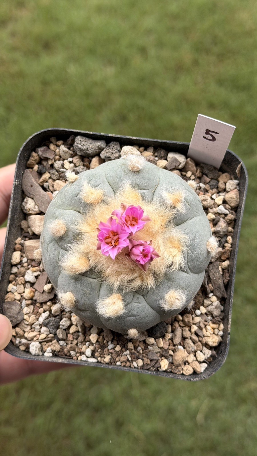 Ariocarpus Rare cactus succulents copiapoa live plant seed grown #5