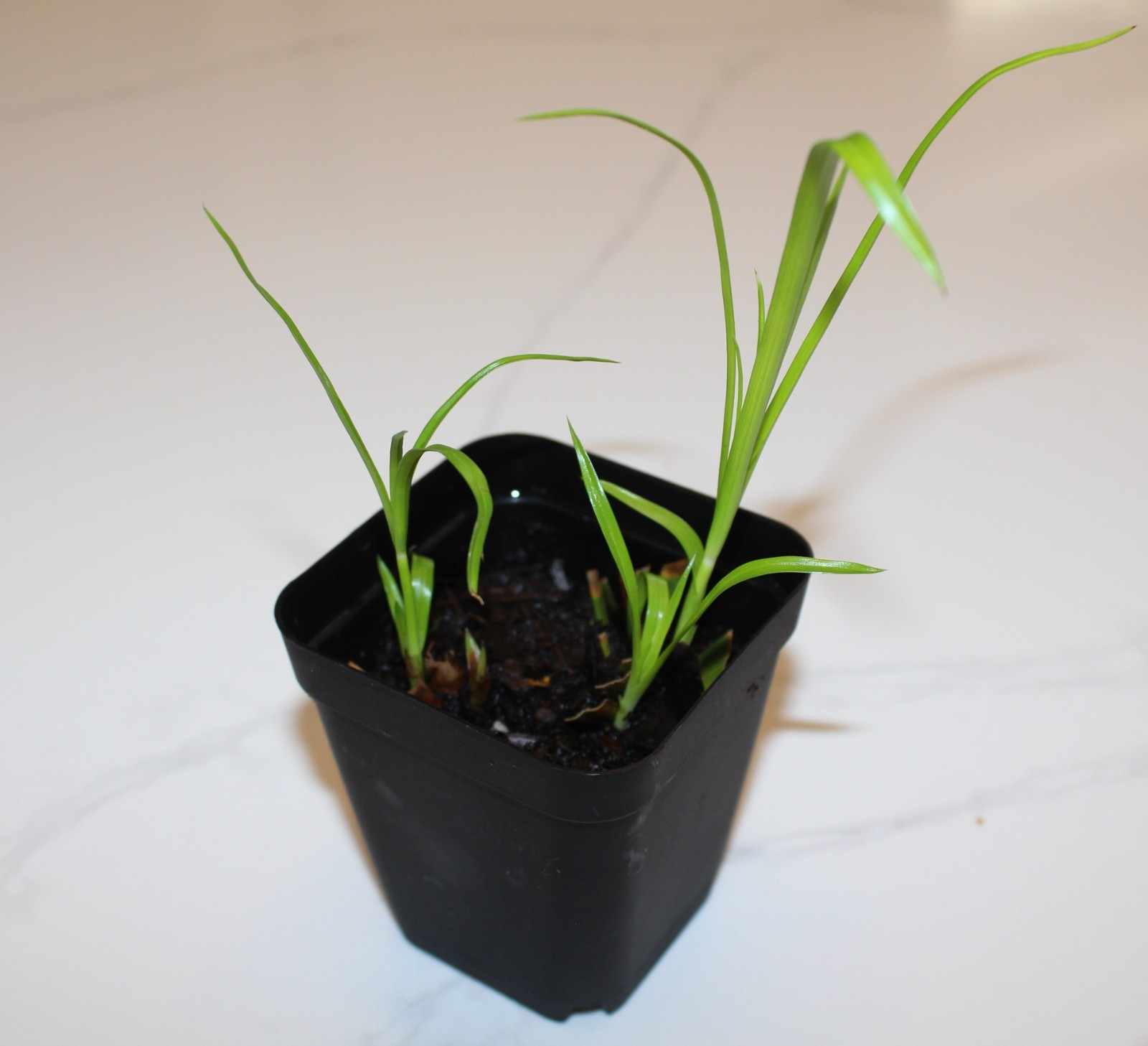 Umbrella Palm Live Plant Dwarf Tropical Aquatic Garden Pond (3 to 6 Plants)