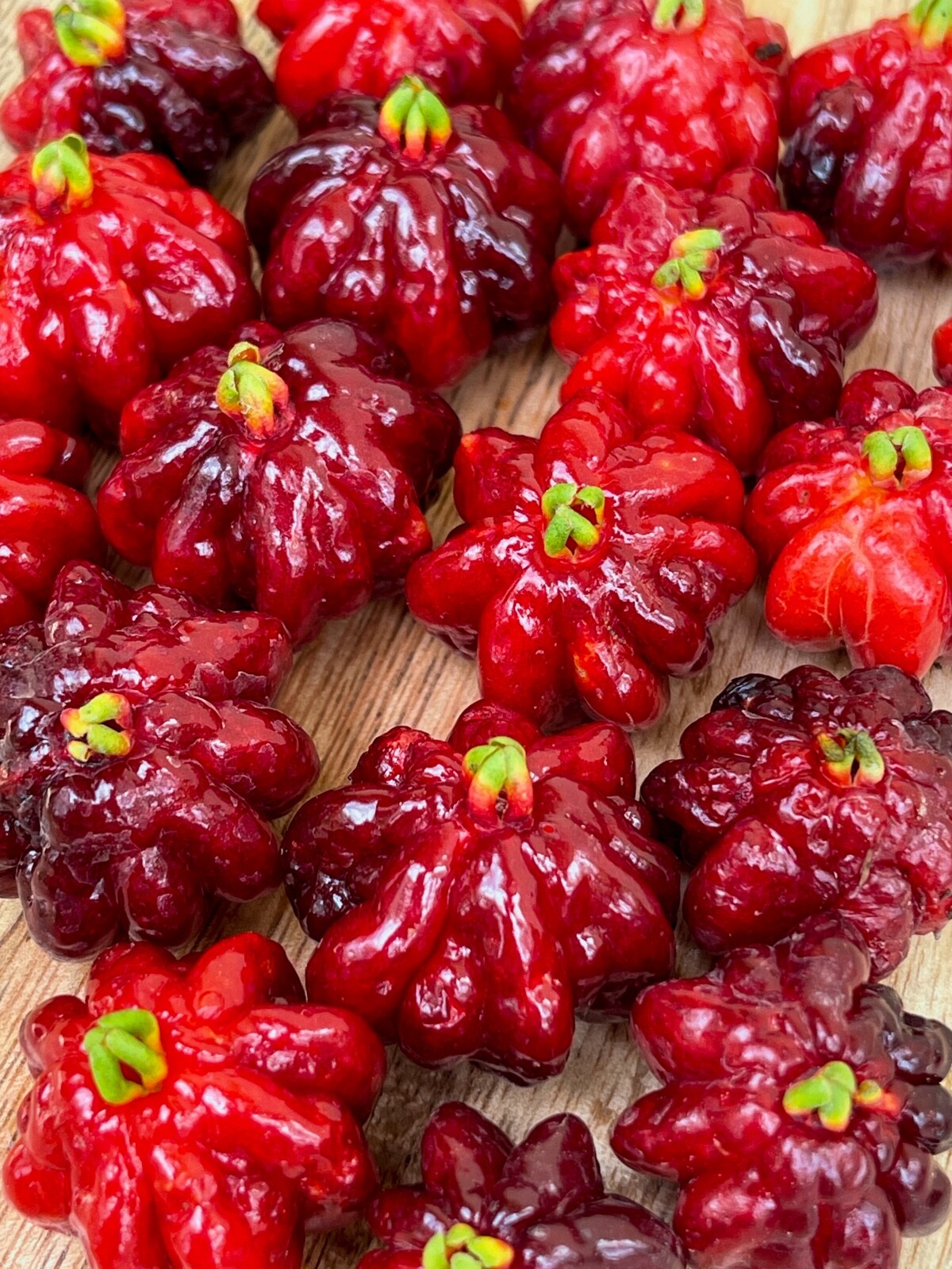 SPICY Pitanga Eugenia Uniflora Surinam Cherry Plant Dark Red Fruit Tree Potted