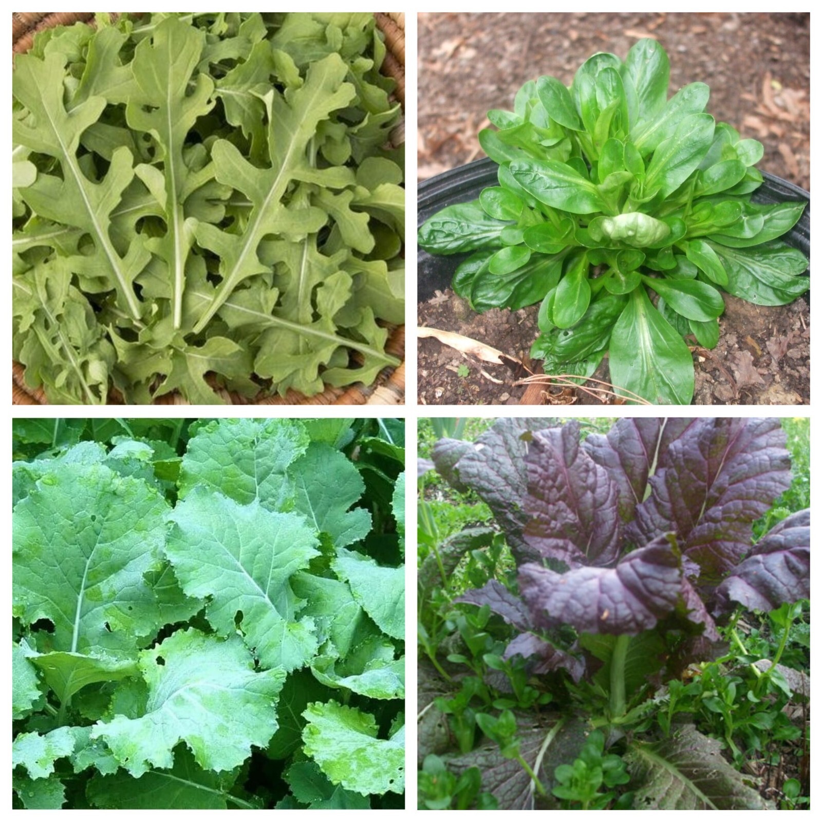 Organic Leafy Greens Mix 400 seeds * Great for a winter crop * 4 kinds- FREE S/H