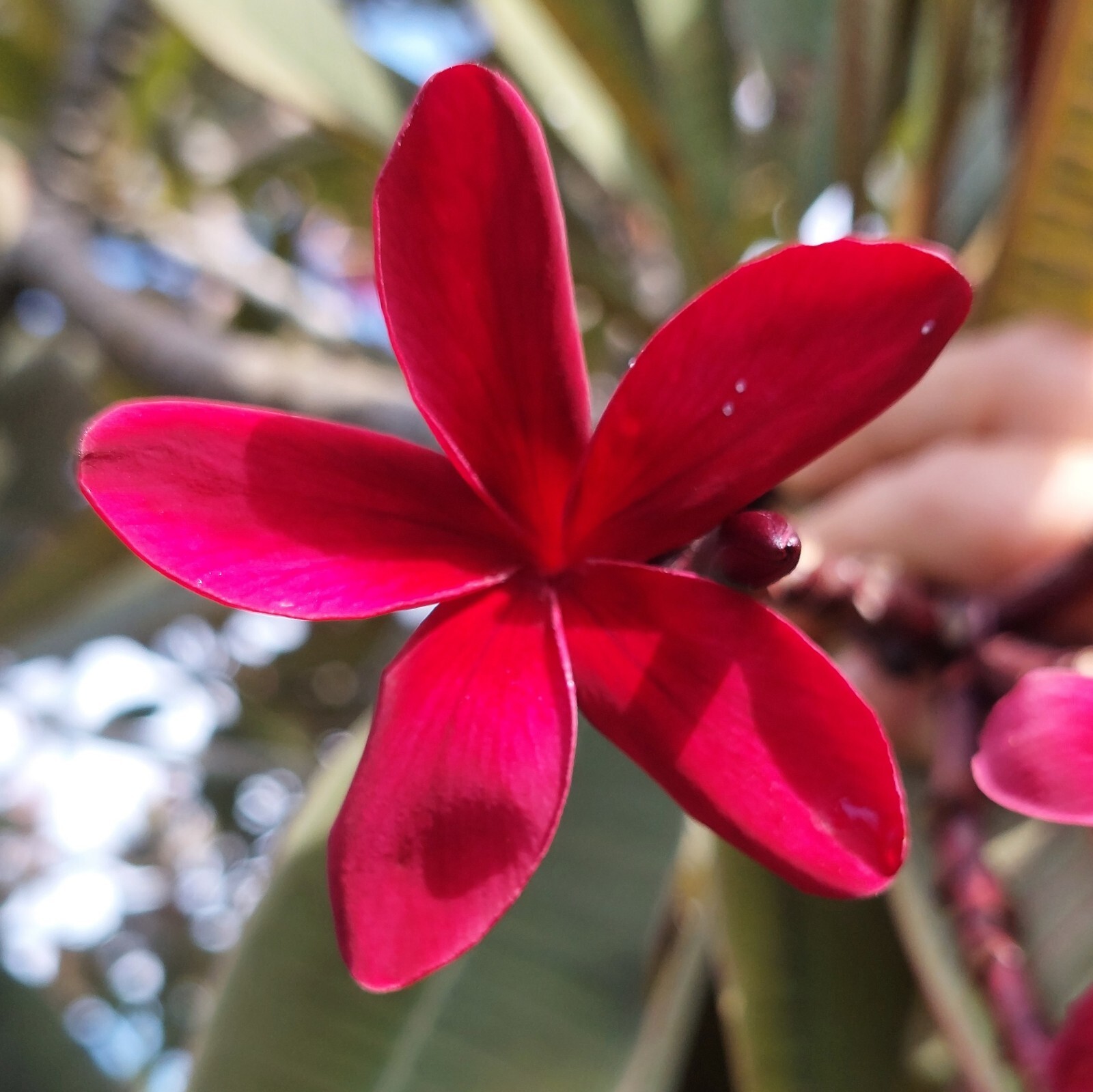 Hawaiian Red Plumeria (Frangipani) Plant 8″ ROOTED with Leaves – Mavina