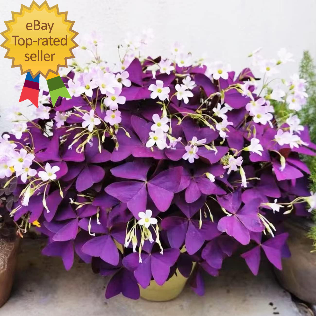 12+ Bulbs Purple Shamrocks Oxalis Triangularis Lucky Lovely Flowers Bulbs Grows