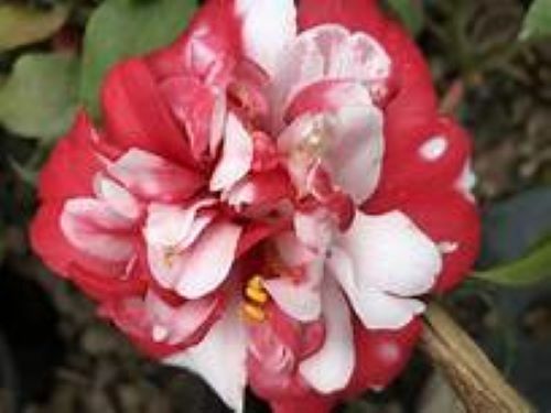 *GOVERNOR MOUTON*Bicolor Bloom**Camellia Japonica-Live Starter Plant -USA SELLER