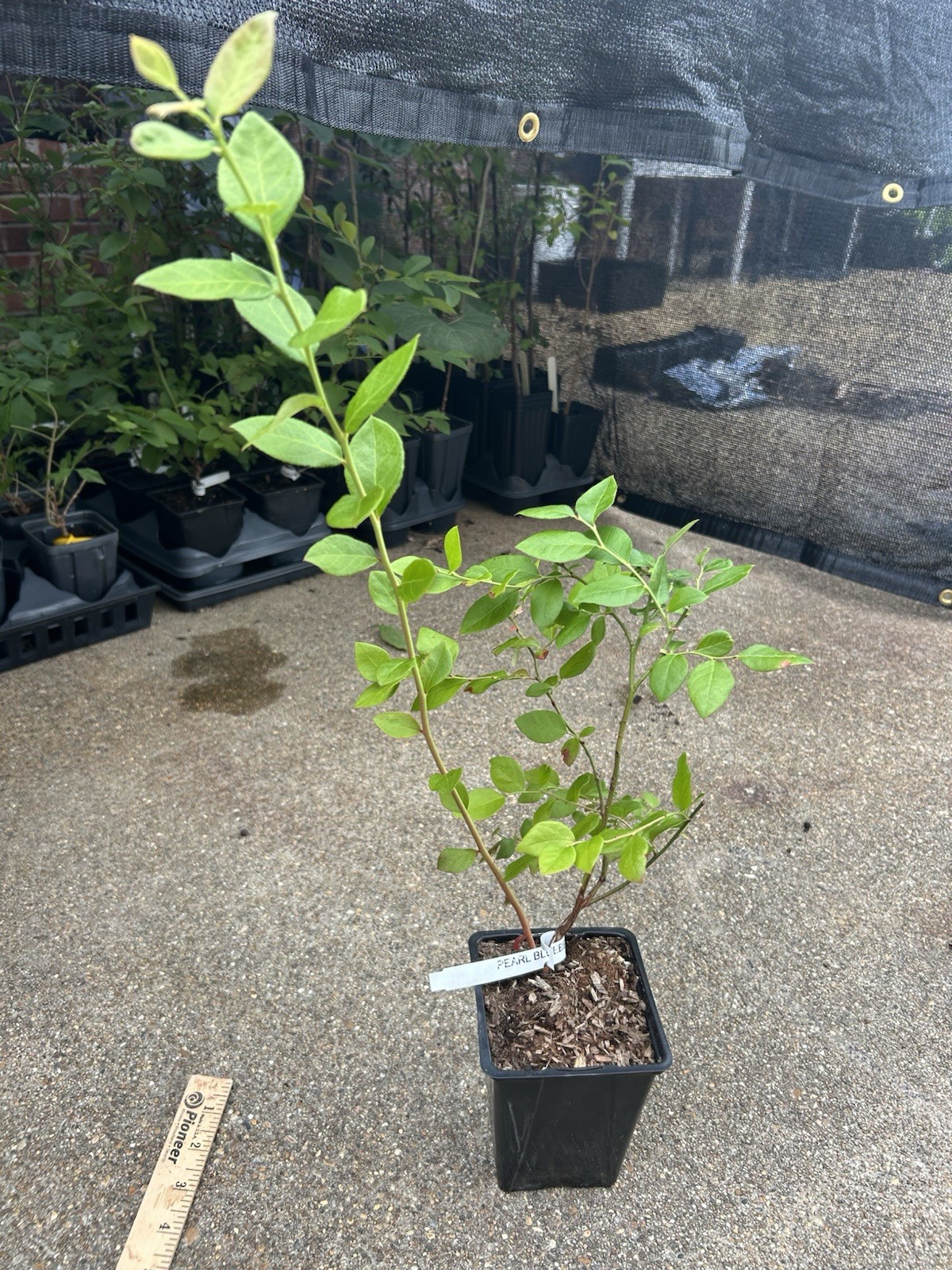 Pearl Southern Highbush Blueberry – 1 potted plant – 12-18 in – Edible Fruit!!!