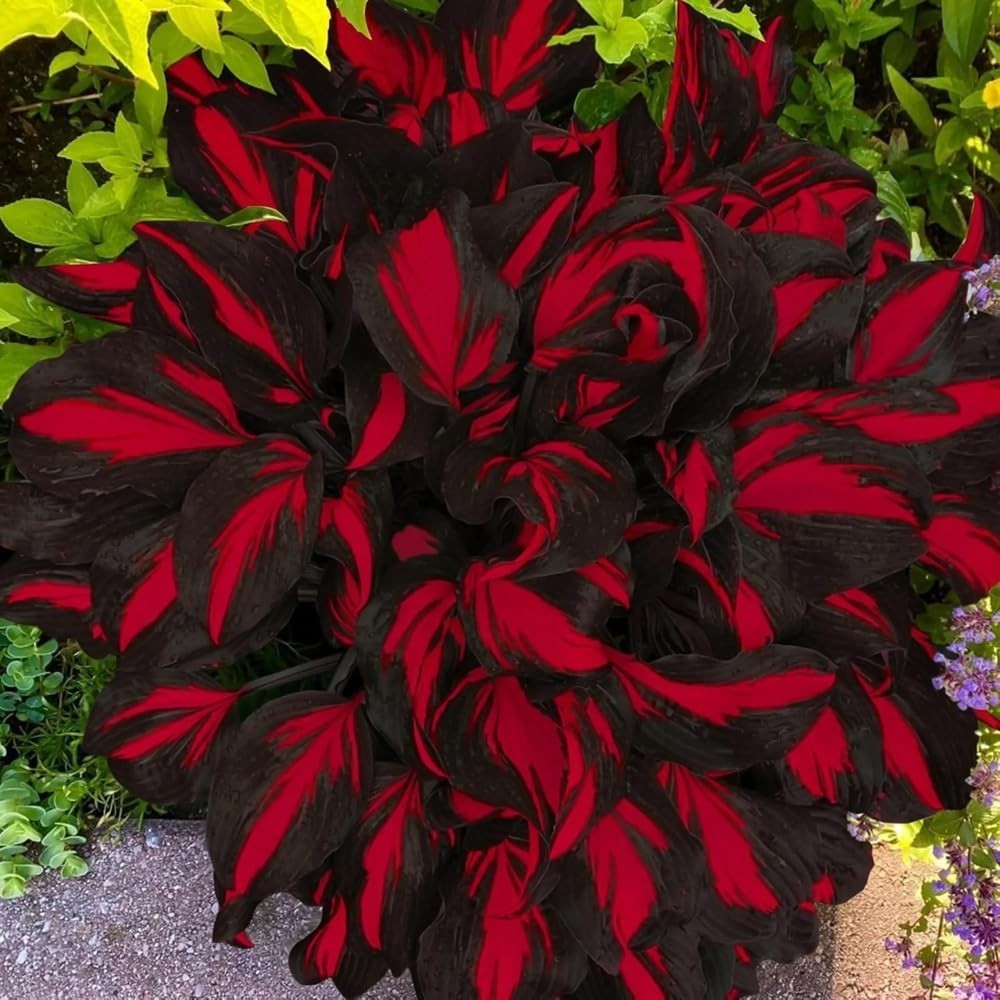 300+ Hosta Seeds – Non-GMO Black Red Hostas Plants Seeds for Planting Perennial