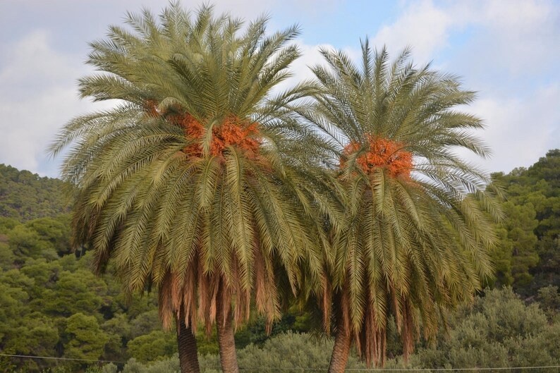 LIVE – Cold Hardy 10F – Rare – Phoenix Theophrasti (Golkoy Variant) Greek Island
