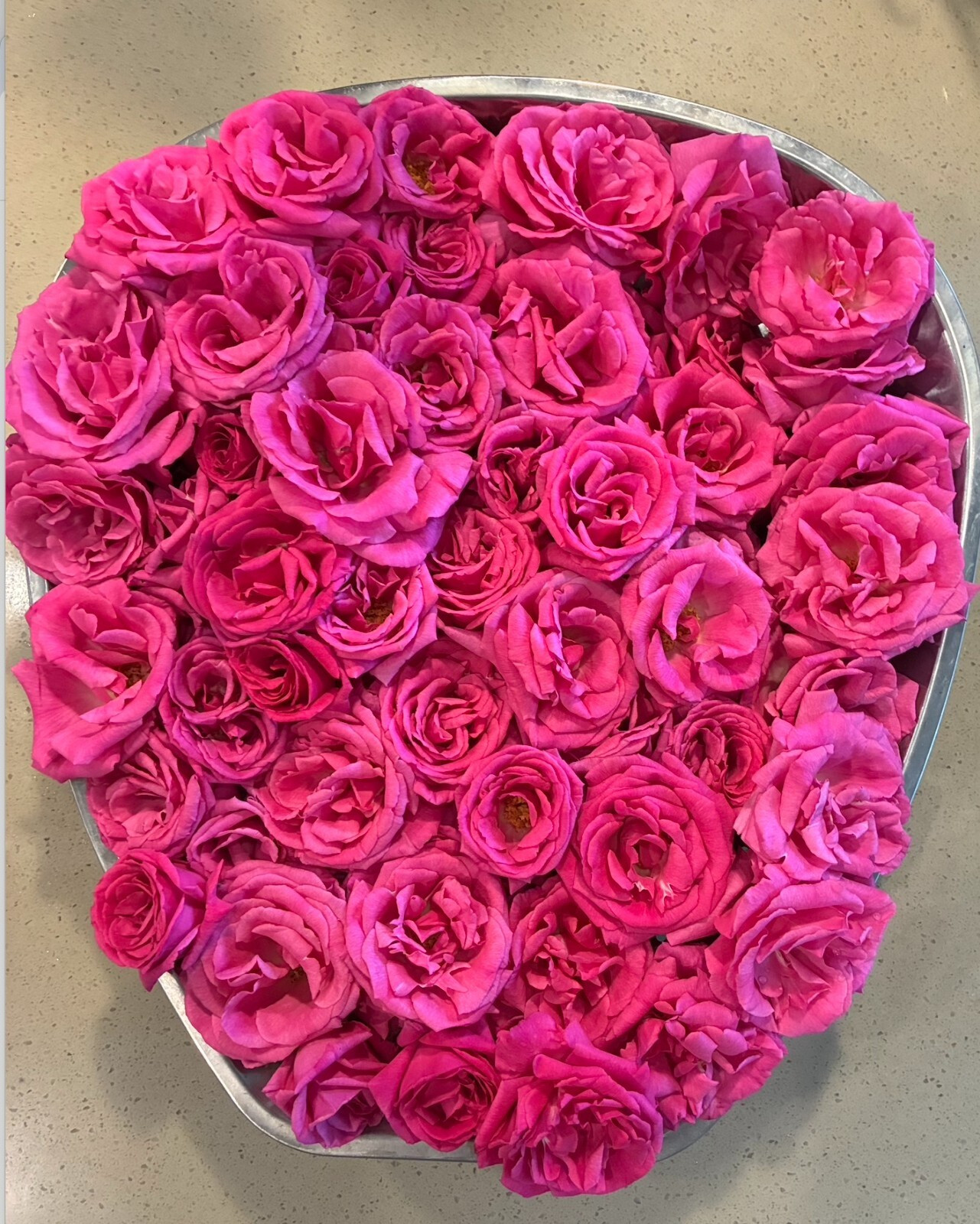 Zephirine Drouhin THORNLESS Rosa Pink Climbing Rose Own ROOTED Live Plant 6-7″