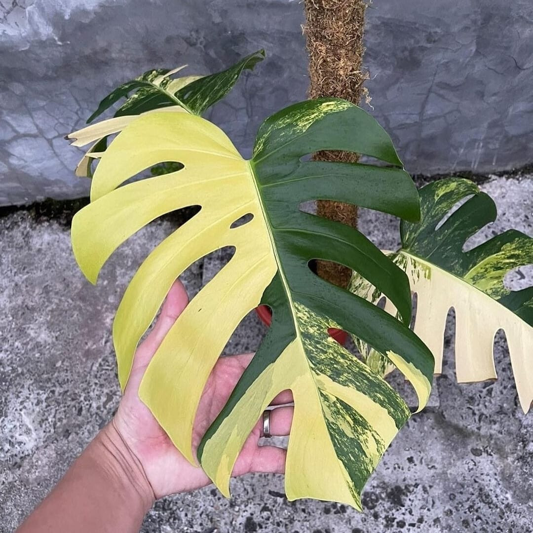 Monstera Aurea Marmorata Variegated + Free Phytosanitary Certificate