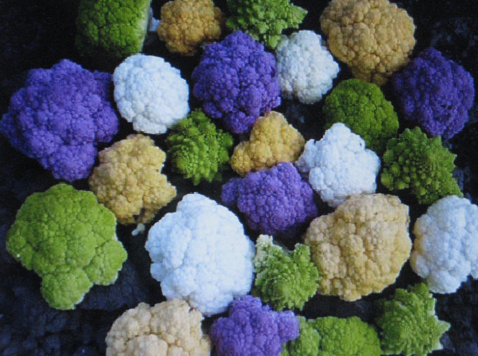 Rainbow Blend Cauliflower * Broccoli * Mixed Colors* 150 SEEDS * Healthful*