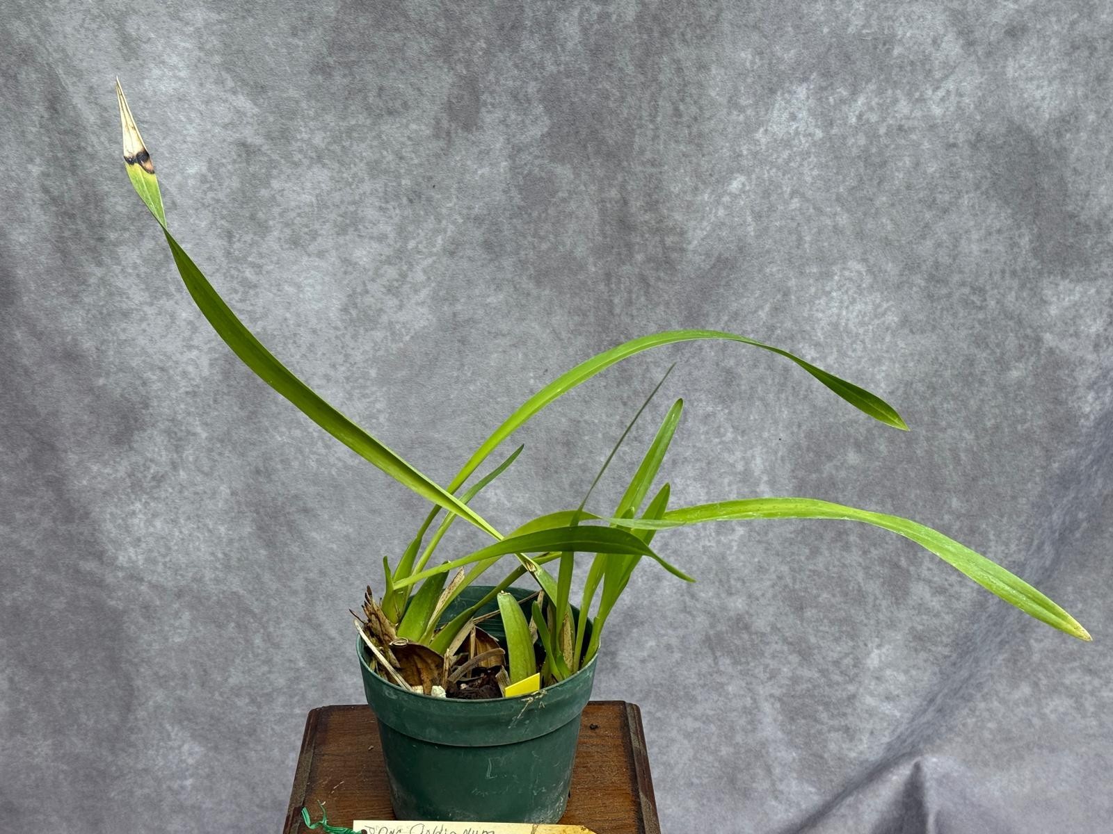 Oncidesa Goldiana oncidium orchid from Lenette