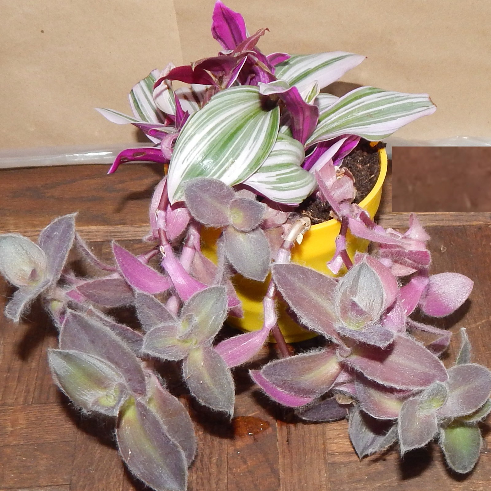 Live Plants Nanouk Pink Fantasy Tradescantia & Bunny Bellies Vines Bare Root