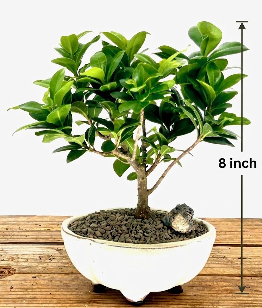 Ficus Compacta Bonsai Tree Live Indoor Plant Broad Leaf Evergreen 6 Yr Old 8 In