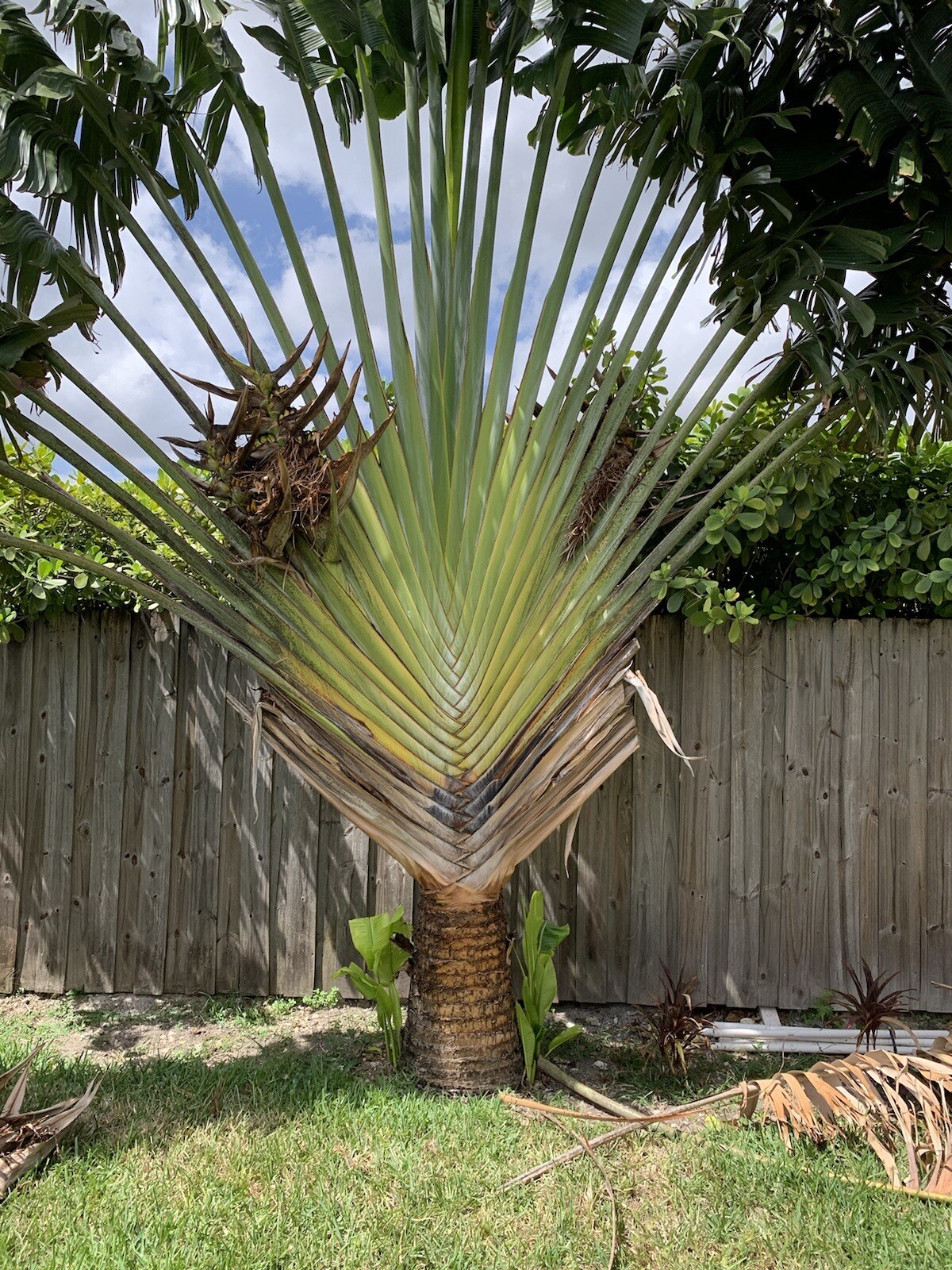 100 Fresh Traveler’s Palm Seeds