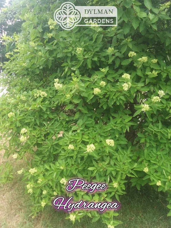 Peegee Hydrangea Tree/Shrub (Hydrangea paniculata ‘Grandiflora’) Multiple Sizes