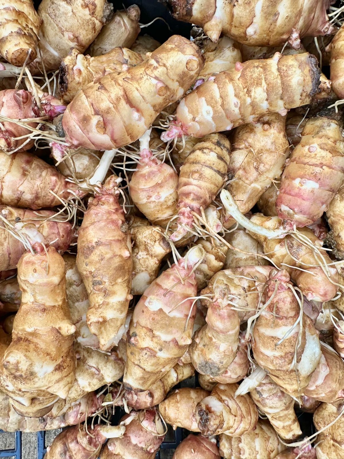 Sunchoke / Jerusalem Artichoke – Individual Tubers For Planting