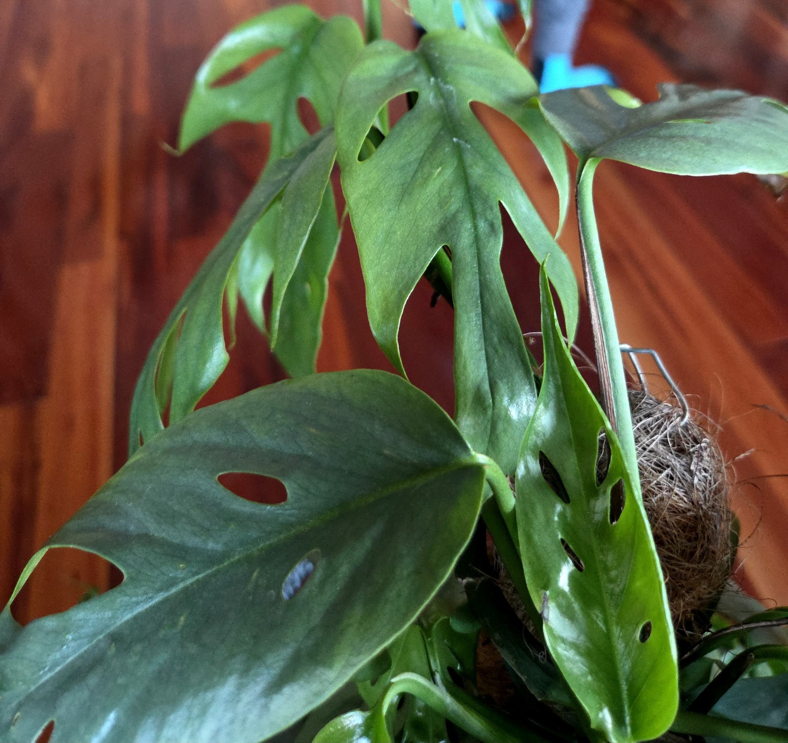 Rare XXI Epipremnum Cebu Blue Multi Plants 50″ Tall 12″ Pot Not Philodendron