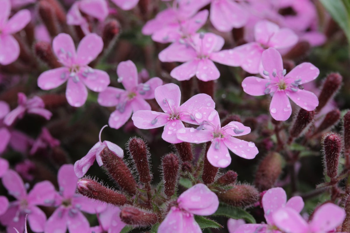 Soapwort Seeds Saponaria ocymoides Free Shipping!