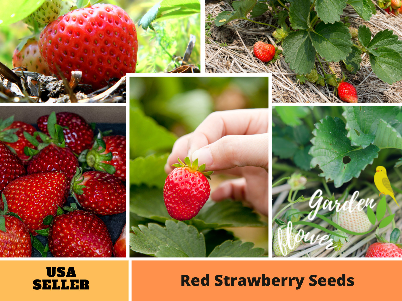 110 seeds| Red Strawberry Fruit Seeds #5006