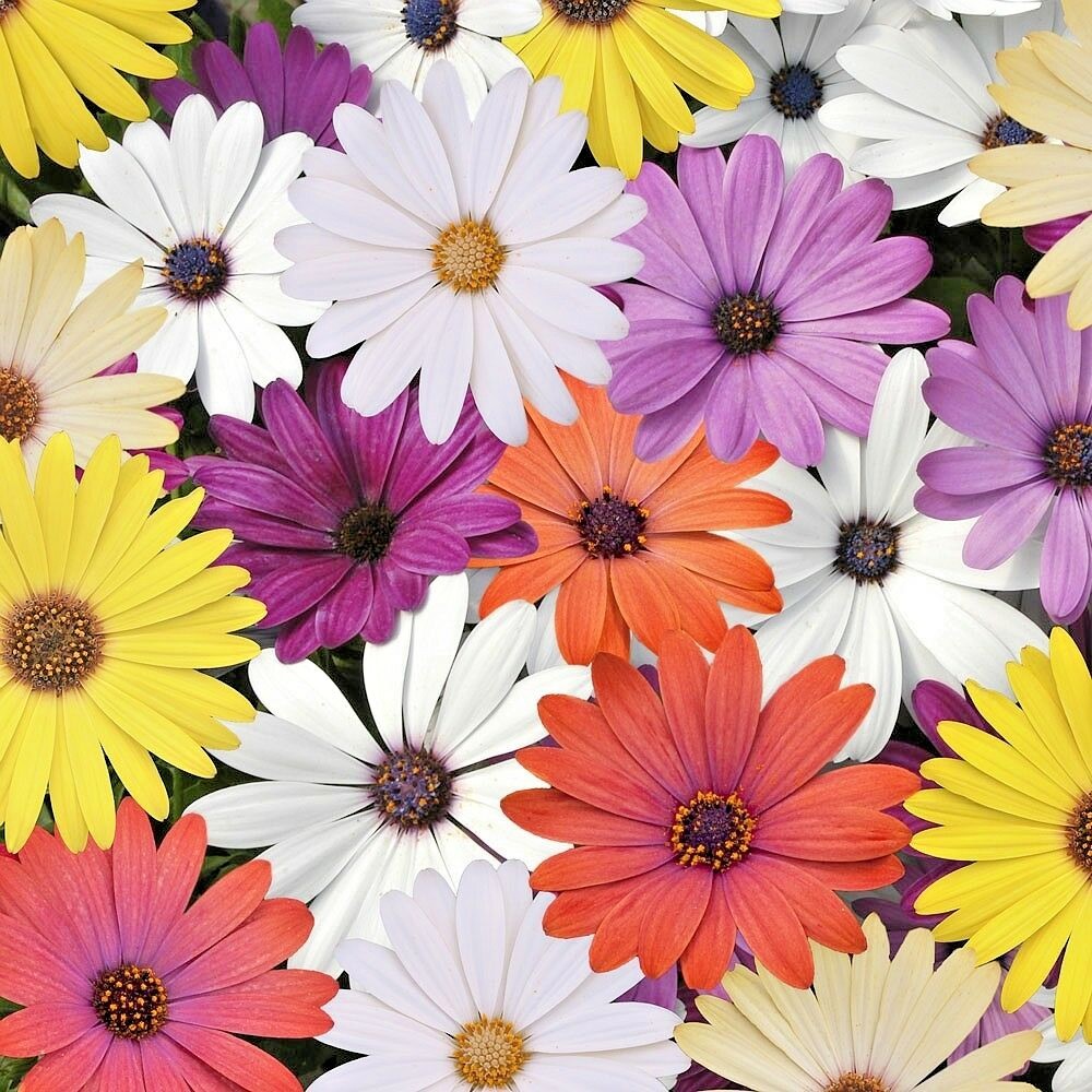 201+AFRICAN DAISY Cineraria Mix Flower Seeds Cape Marigold Drought Tolerant Easy