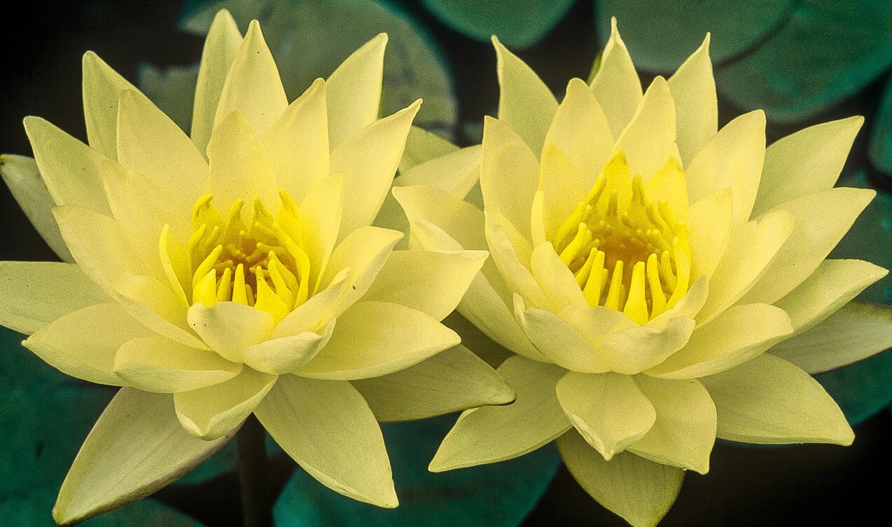 Asst Color Live Hardy Water Lily Tubers Aquatic Pond Plants Lilies