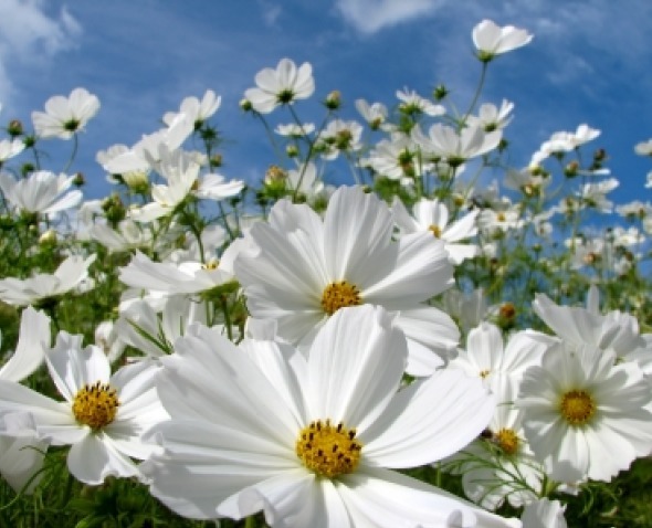 COSMOS PURITY 30 FRESH FLOWER SEEDS FREE USA SHIPPING