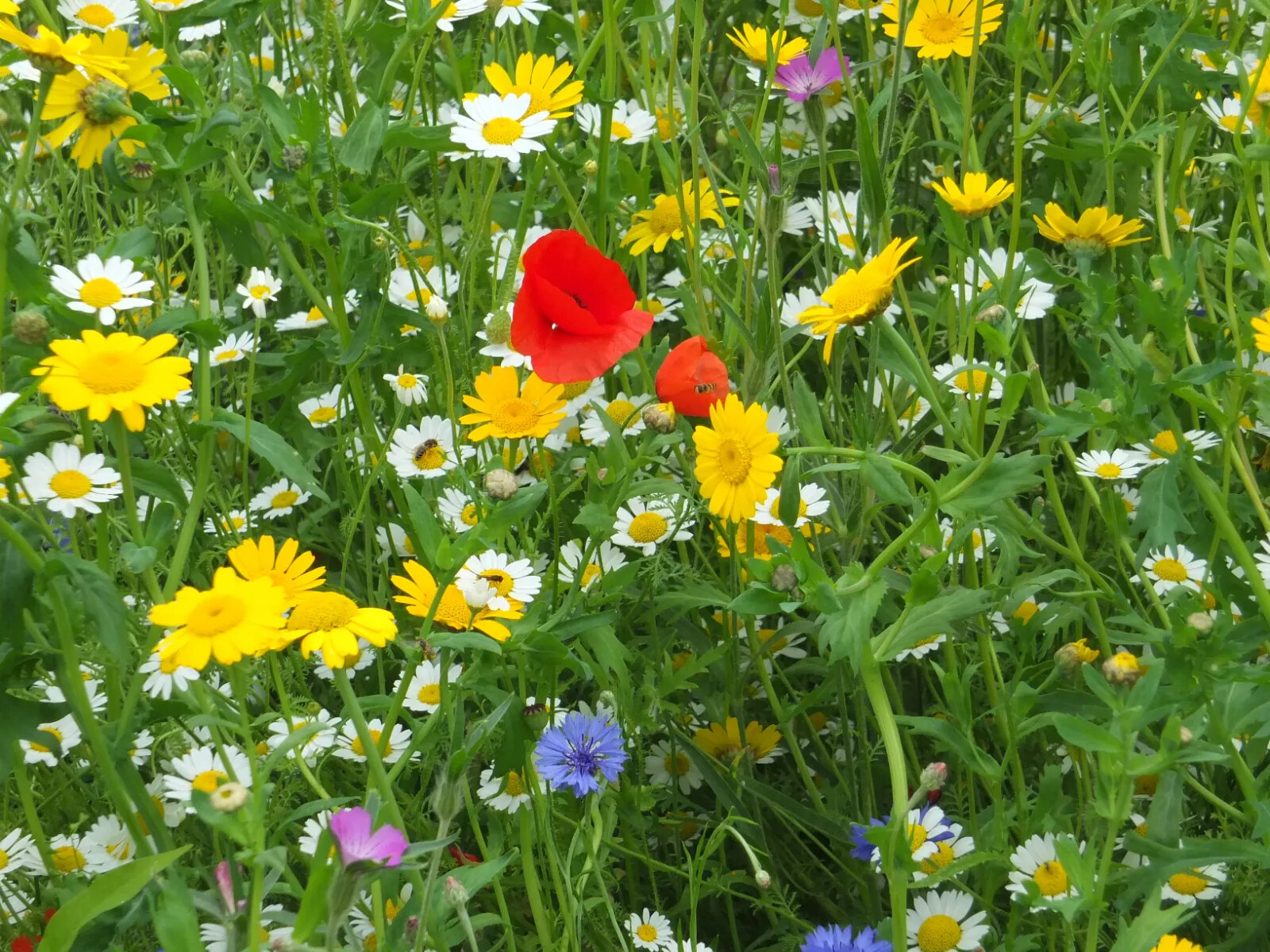 Dry Land Wildflower Seed Mix, Arid or Drought Landscape, Dry Area, 20 Species