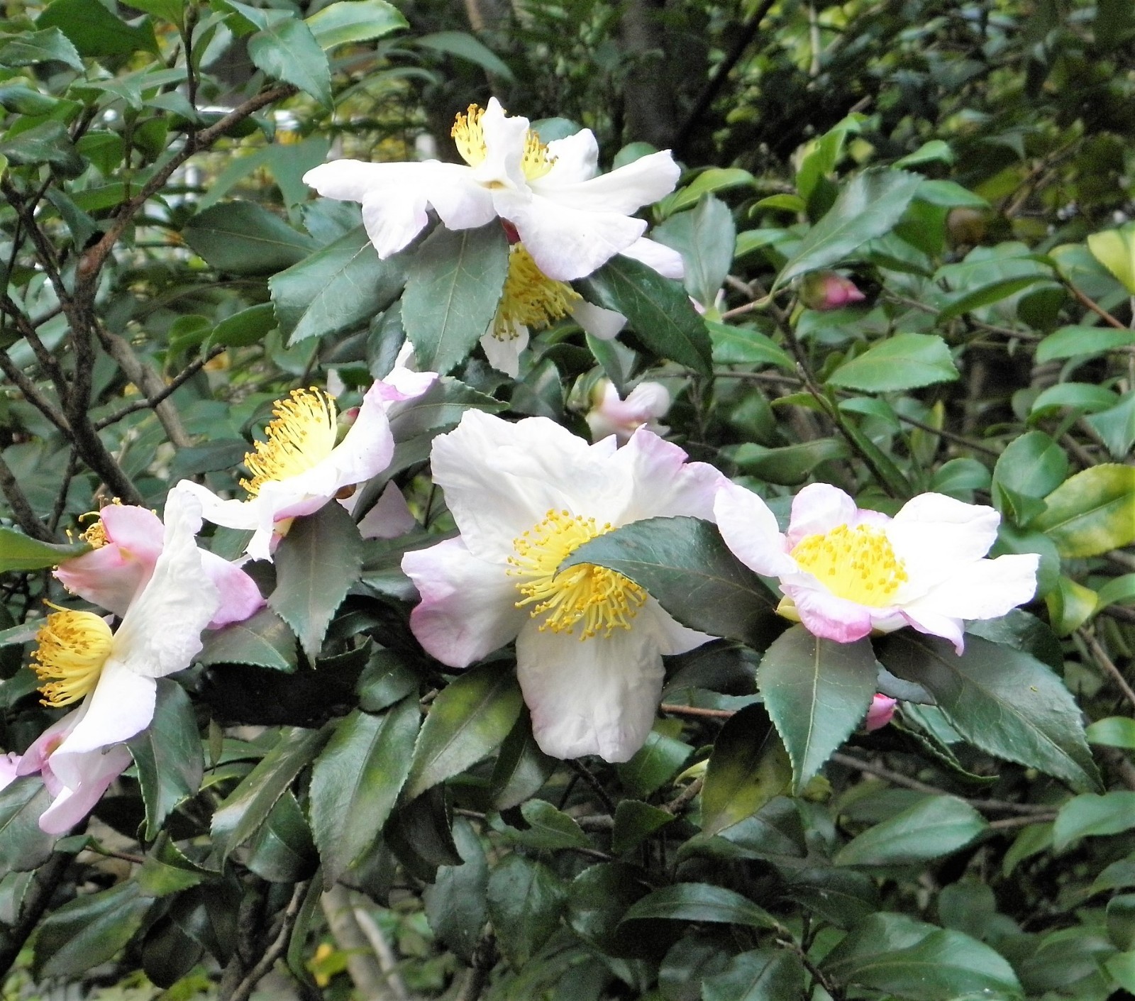 5 TEA PLANT Black & Green Drinking Tea Camellia Sinensis Tree Shrub Flower Seeds