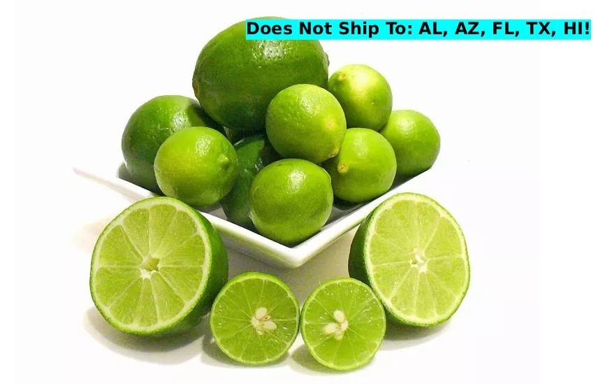 Bearss Seedless Semi-Dwarf Lime Tree 24″H Indoor Citrus Starter Tree Selffertile