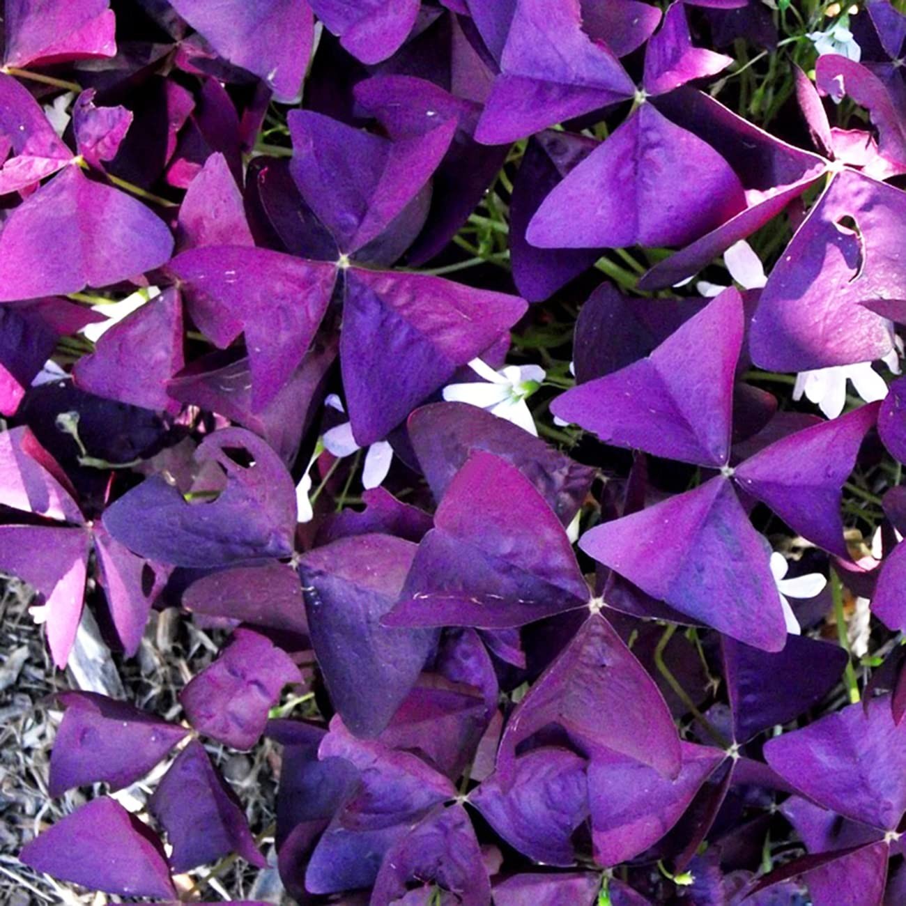 12+ Bulbs Purple Shamrocks Oxalis Triangularis Lucky Lovely Normal, Brown