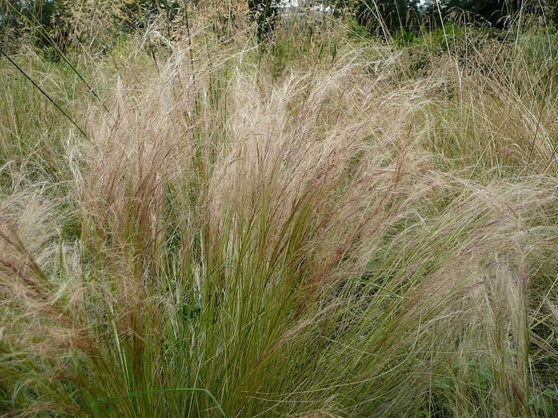 MEXICAN FEATHER GRASS 160 SEEDS STIPA TENUISSMA, HARDY, ORNAMENTAL GRASS USA SEL
