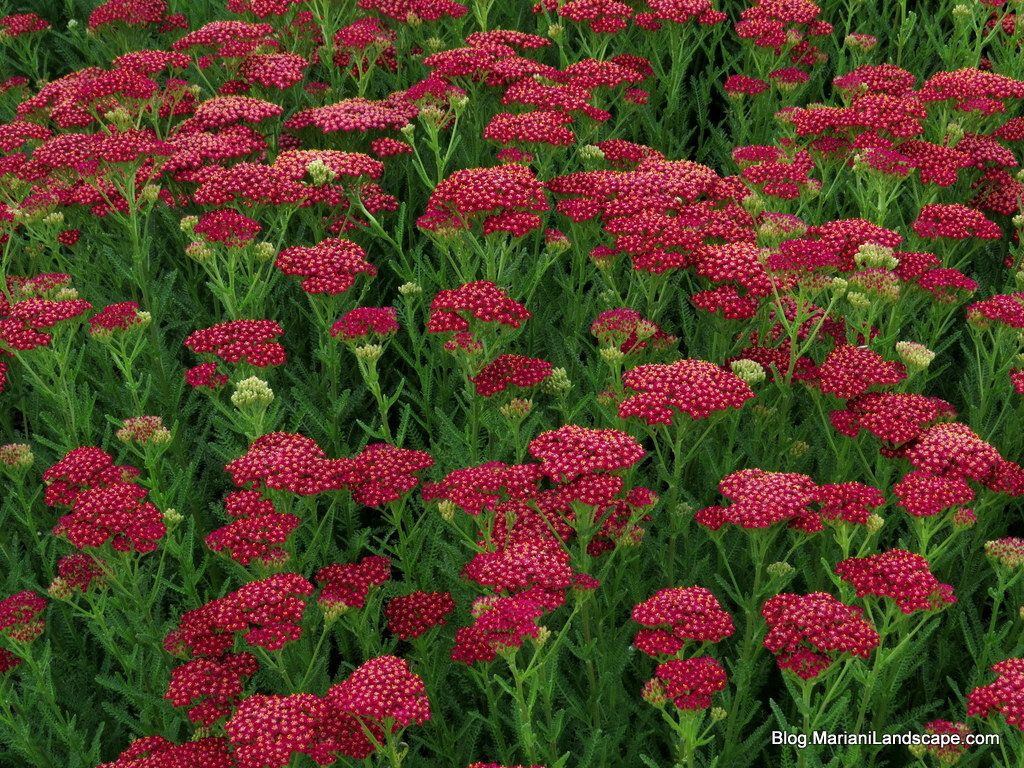 YARROW VINTAGE RED PERENNIAL EDIBLE STARTER PLANT 6+ INCHES SET OF 2