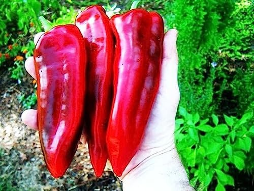 Giant Red Marconi Sweet Pepper Seeds. Ten (10) Untreated Seeds. Free Shipping!