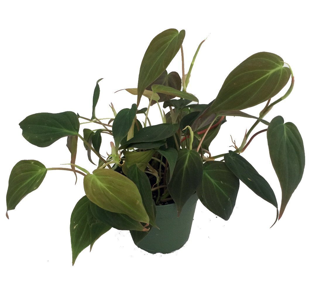 Rare Velvet Leaf Bronze Micans Vine – Philodendron – 4″ Pot – Collector’s Series