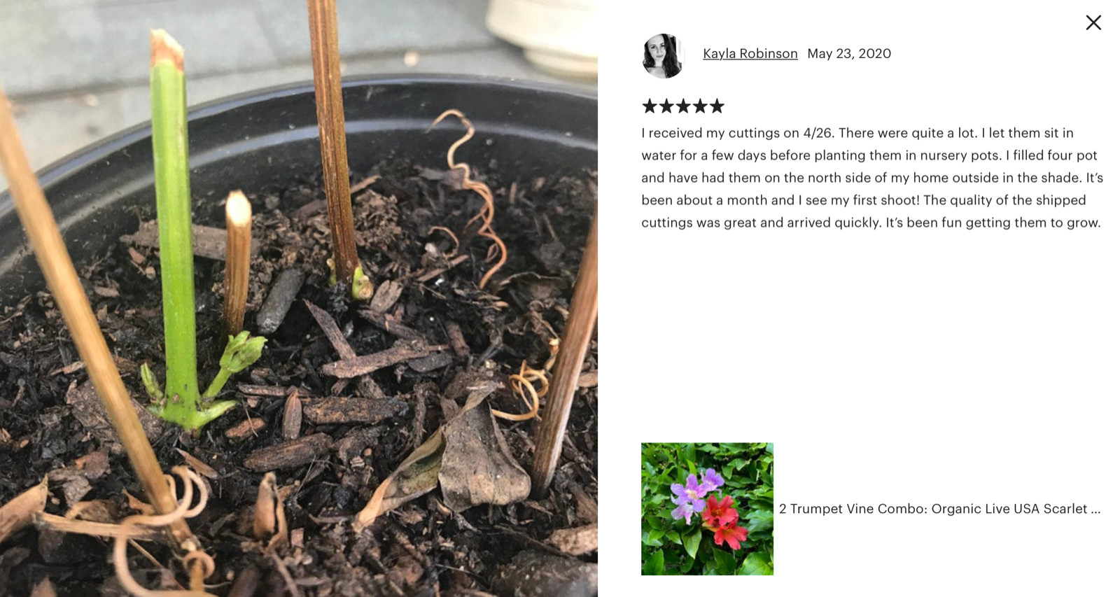 Organic Live USA Violet Trumpet Vine Clytostoma Callistegioides Cuttings