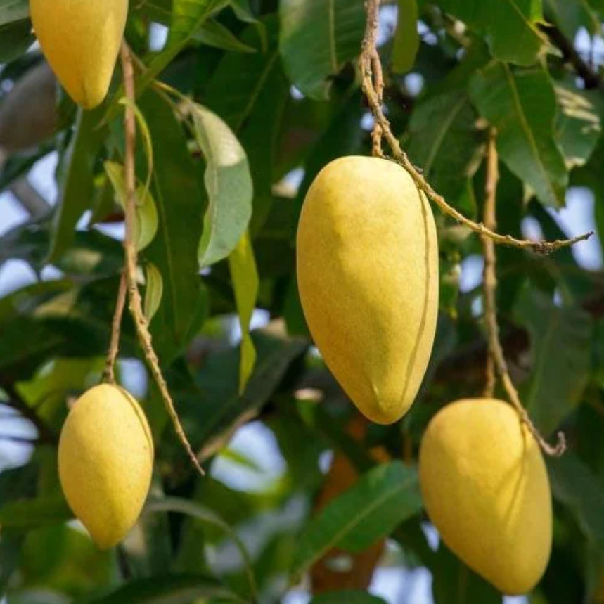 Live Grafted Orange Sherbet Mango Tree – 3 Gal Pot – Fruit Tree – No Ship to CA